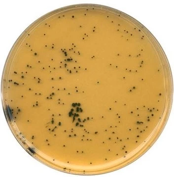 Imagem de referência de AGAR (TSC) BASE P/ MICROBIOLOGIA 111972 – 500G