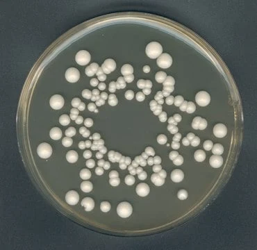 Imagem de referência de AGAR YGC P/ MICROBIOLOGIA 116000 – 500G