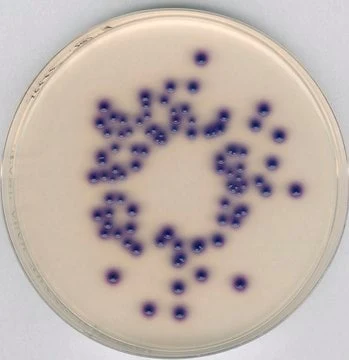 Imagem de referência de AGAR P/ COLIFORMES CHROMOCULT P/ MICROBIOLOGIA 110426 – 500G