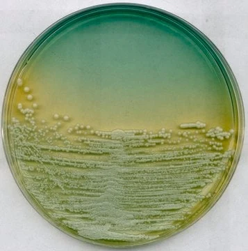 Imagem de referência de AGAR NUTRITIVO WL P/ MICROBIOLOGIA 110866 – 500G