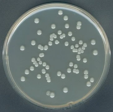Imagem de referência de AGAR P/ CONTAGEM EM PLACA (PCA) P/ MICROBIOLOGIA 105463 – 500G