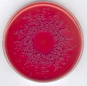 Imagem de referência de AGAR MACCONKEY P/ MICROBIOLOGIA 100205 – 500G