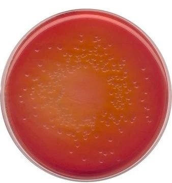 Imagem de referência de AGAR MACCONKEY P/ MICROBIOLOGIA 105465 – 500G