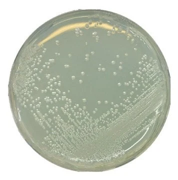 Imagem de referência de AGAR BAT P/ MICROBIOLOGIA 107994 – 500G