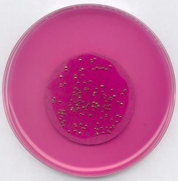 Imagem de referência de AGAR M-ENDO LES P/ MICROBIOLOGIA 111277 – 500G